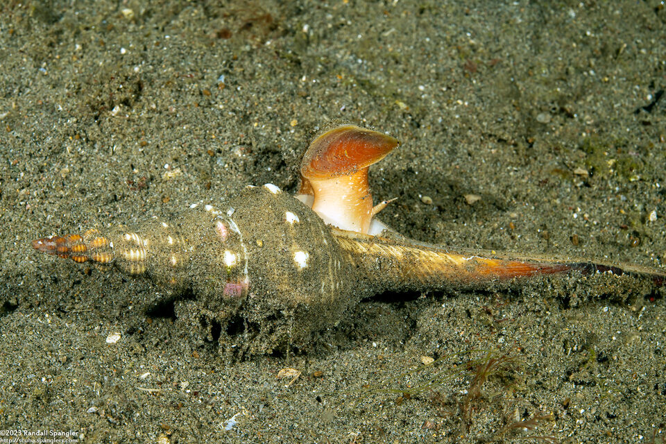 Cyrtulus undatus (Wavy-Edged Spindle)