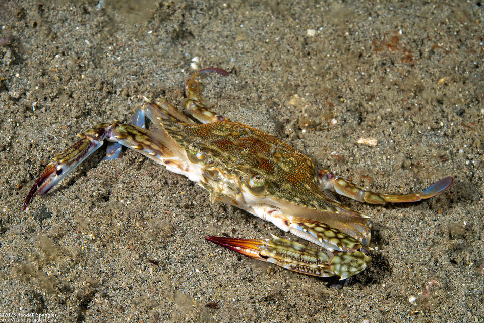 Portunus pelagicus (Blue Swimming Crab)