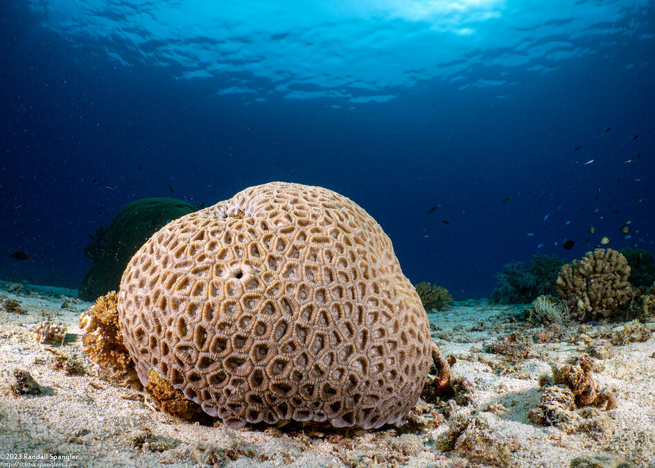 Astraeosmilia maxima (Astraeosmilia Maxima)