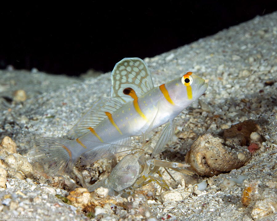 Amblyeleotris randalli (Randall's Shrimpgoby)