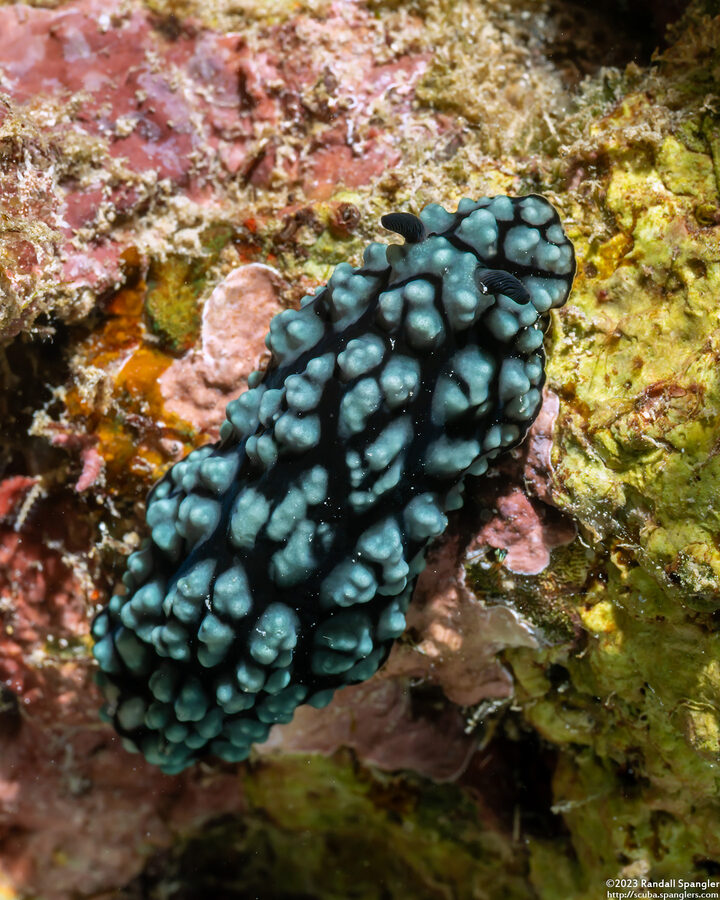 Phyllidiella pustulosa (Pustulose Phyllidia)