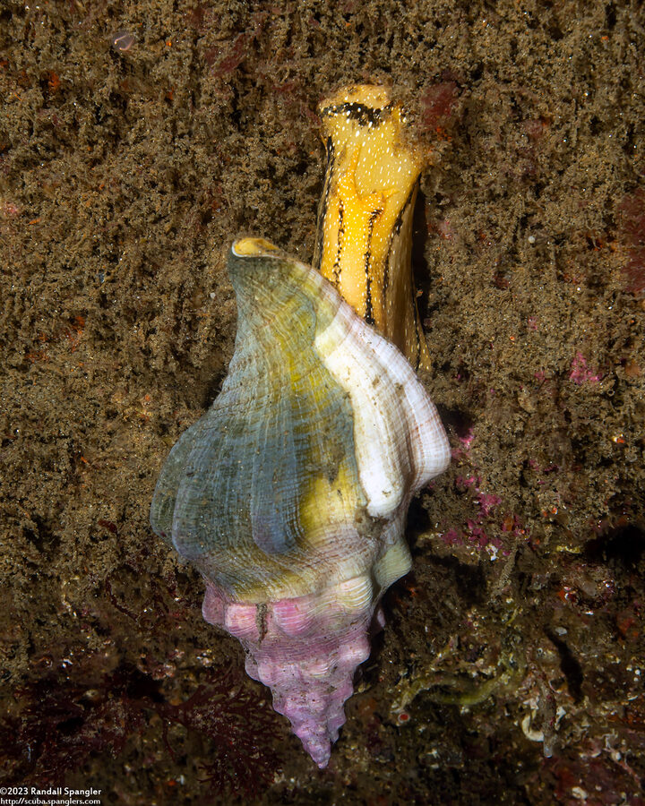 Kelletia kelletii (Kellet's Whelk)