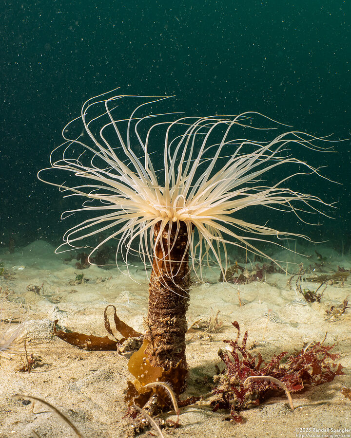 Pachycerianthus fimbriatus (Tube-Dwelling Anemone)