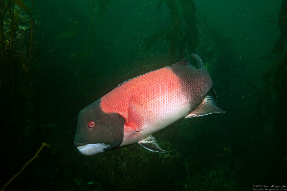 Semicossyphus pulcher (California Sheephead)