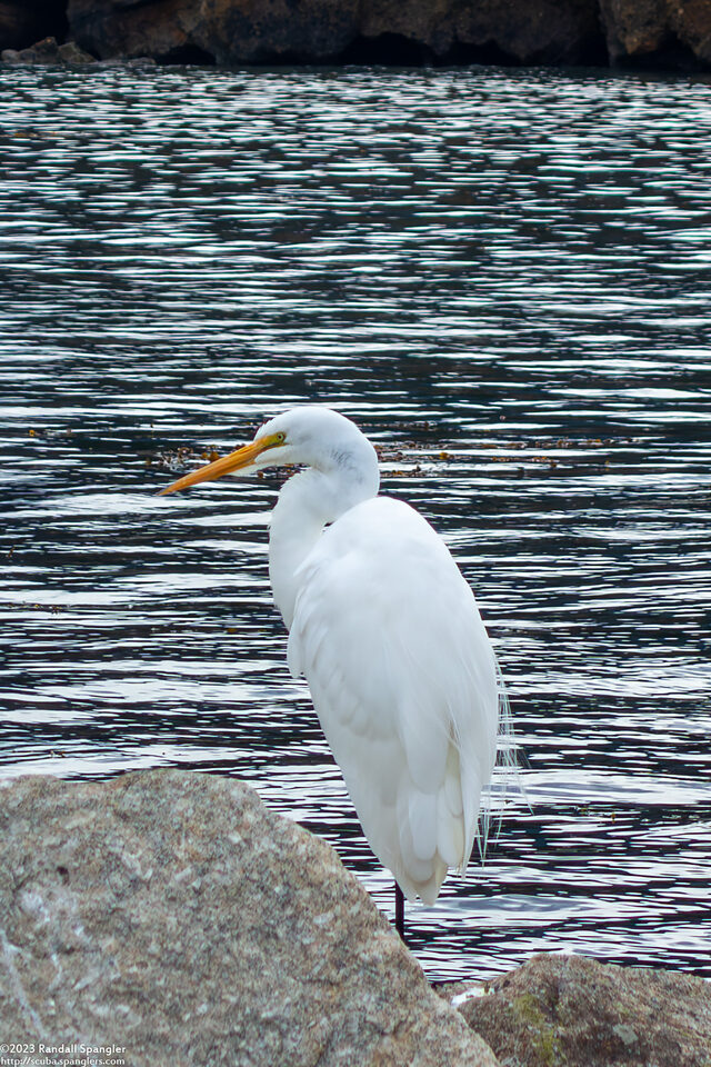 Ardea alba (Great Egret)