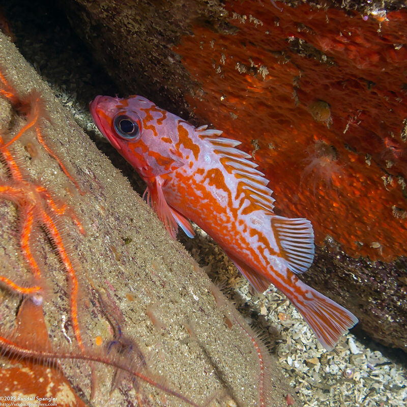 Sebastes rosaceus (Rosy Rockfish)