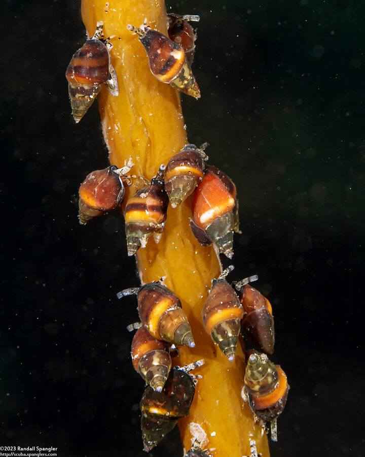 Alia carinata (Carinate Dovesnail)