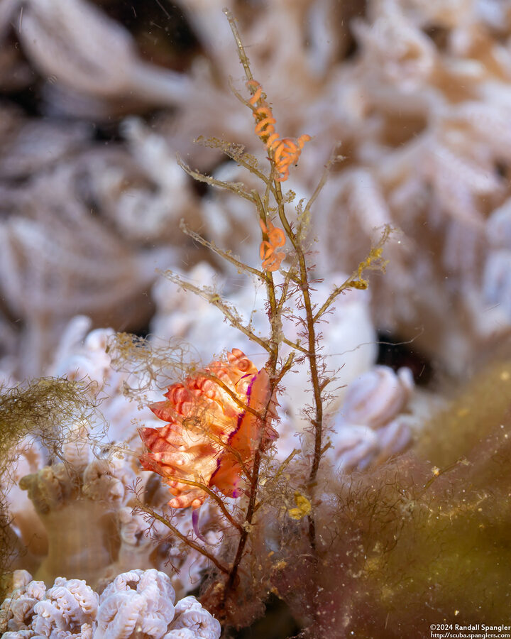 Coryphellina flamma (Flame Coryphellina)