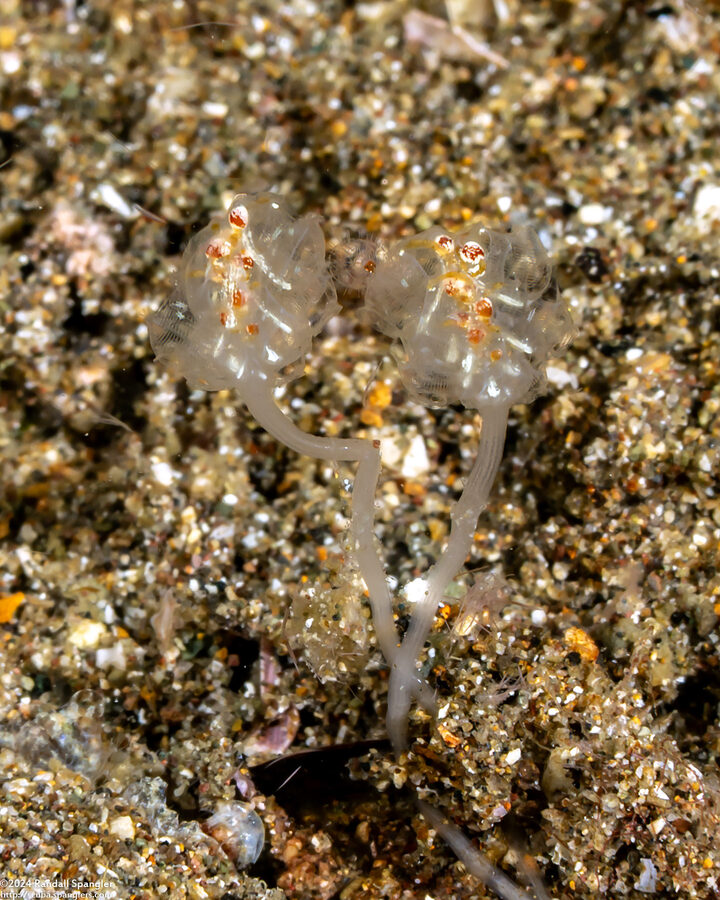 Sycozoa pedunculata (Noddy Ascidian)