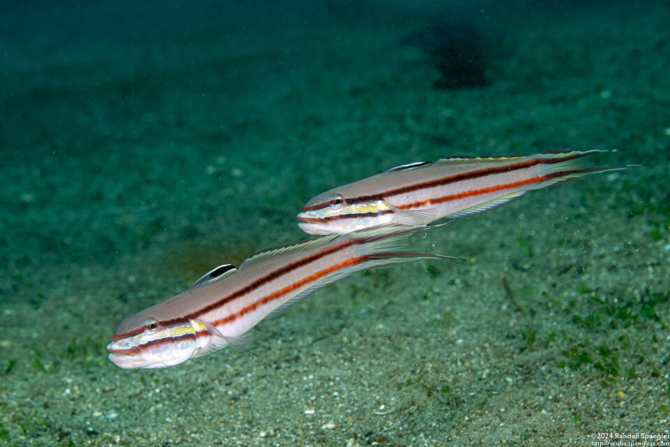 Valenciennea helsdingenii (Twostripe Goby)