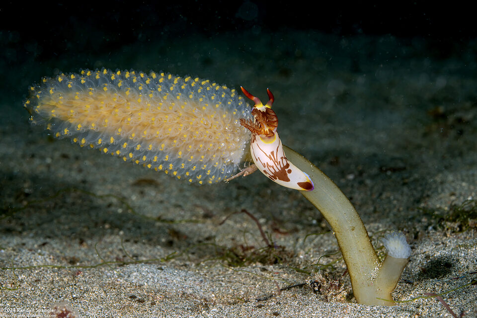 Sycozoa sp.1 (Sycozoa sp.1)