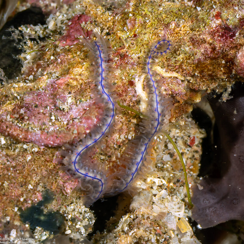 Macrophiothrix martensi (Marten’s Brittle Star)