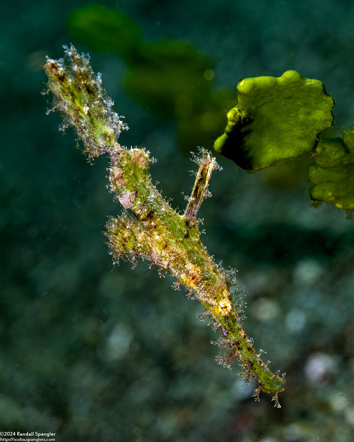 Solenostomus paegnius (Roughsnout Ghost Pipefish)