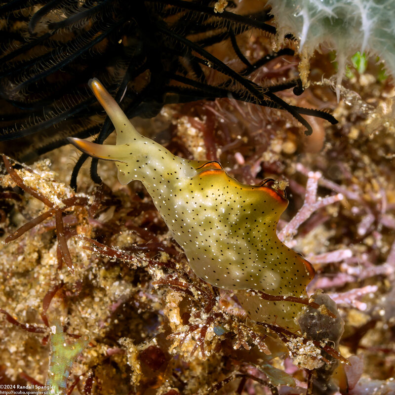Elysia ornata (Ornate Sapsucking Slug)