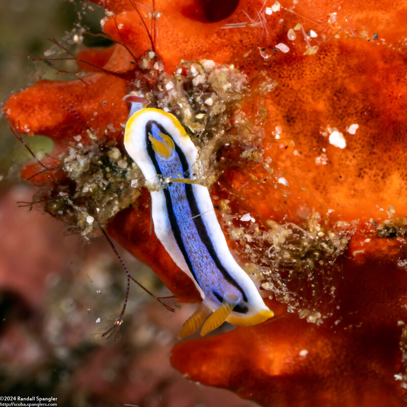 Chromodoris annae (Anna's Chromodoris)