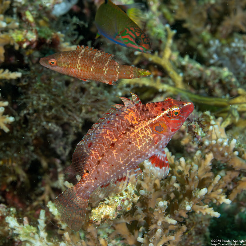 Pteragogus cryptus (Cryptic Wrasse)