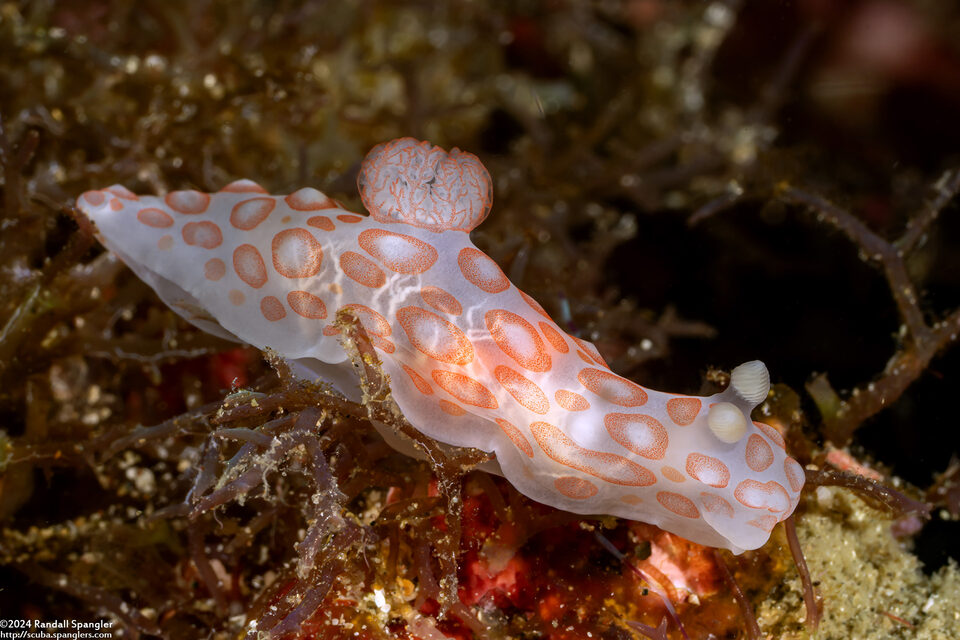 Gymnodoris sp.1 (Pink-Spotted Gymnodoris)
