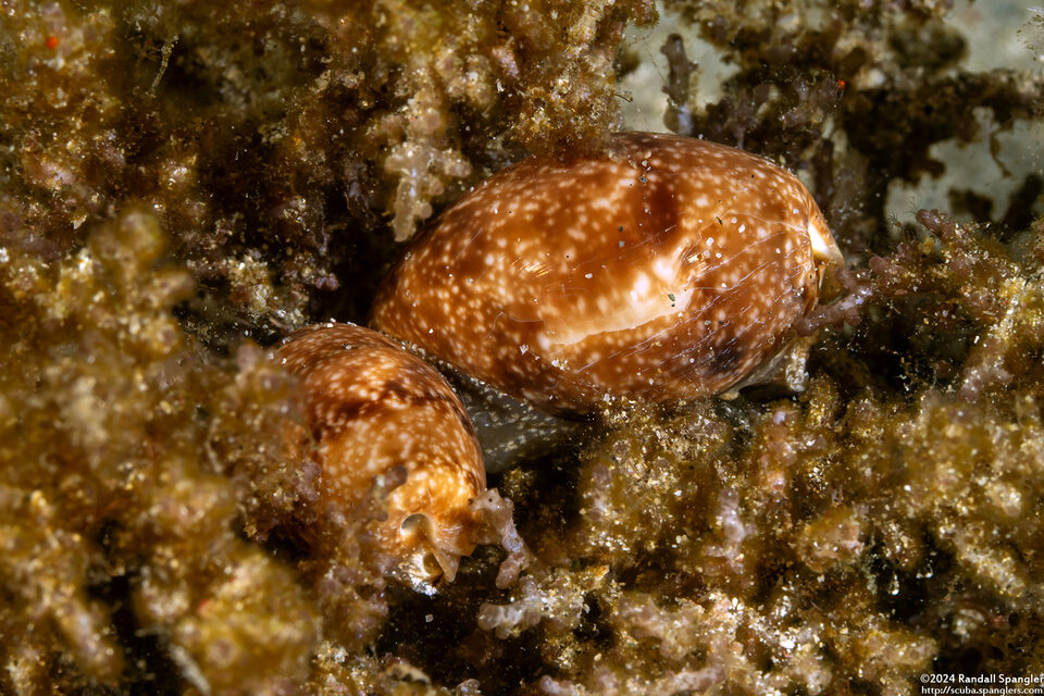 Bulla orientalis (Bulla Orientalis)