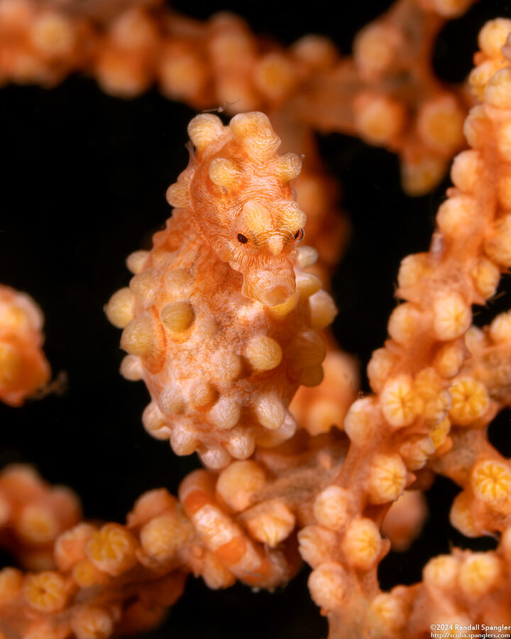Hippocampus bargibanti (Pygmy Seahorse)