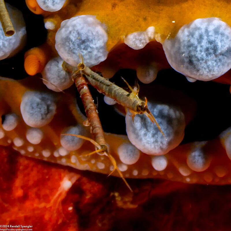 Cerapus sp.1 (Cannolipod)