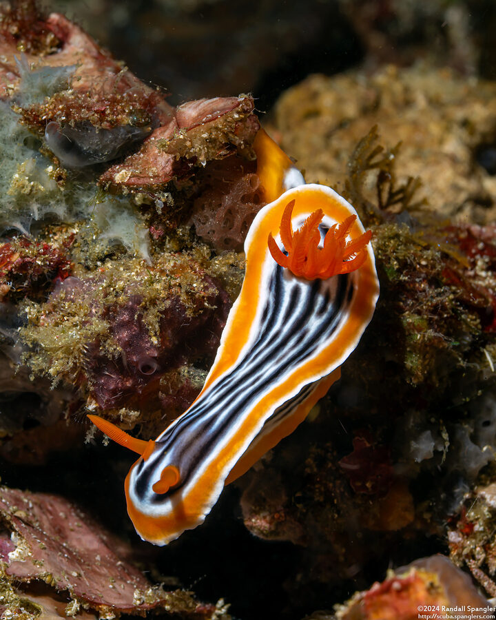 Chromodoris magnifica (Magnificent Chromodoris)