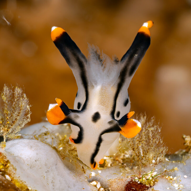 Thecacera picta (Painted Thecacera)