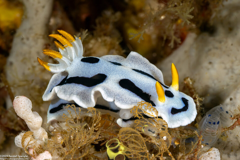 Chromodoris alcalai (Alcala’s Chromodoris)