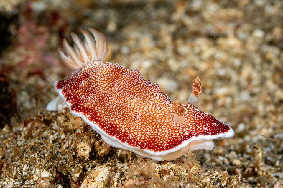 Chromodoris reticulata (Reticulated Chromodoris)