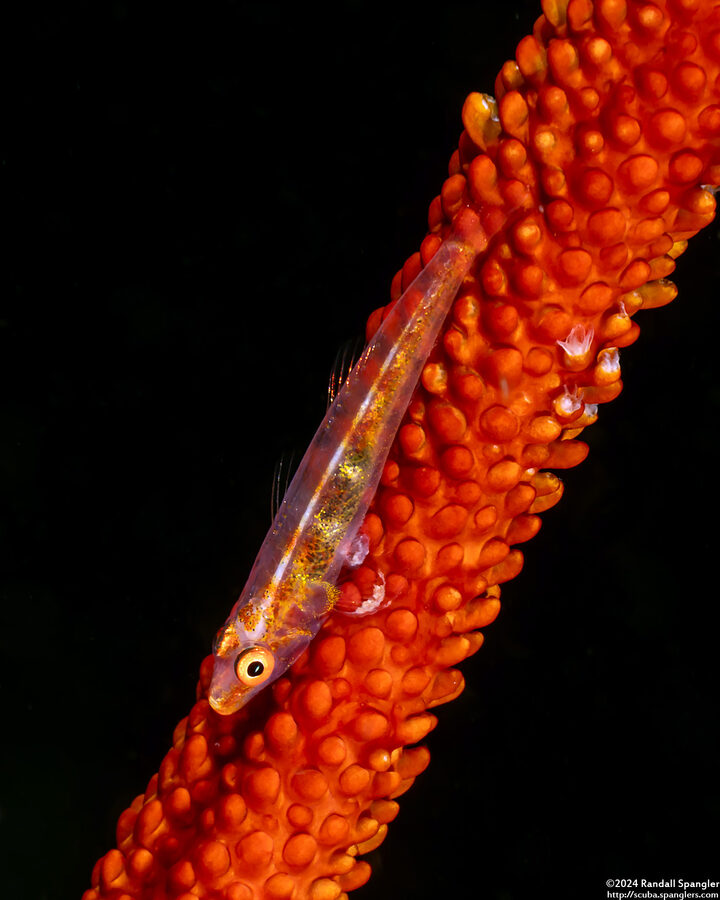 Bryaninops amplus (Large Whip Goby)