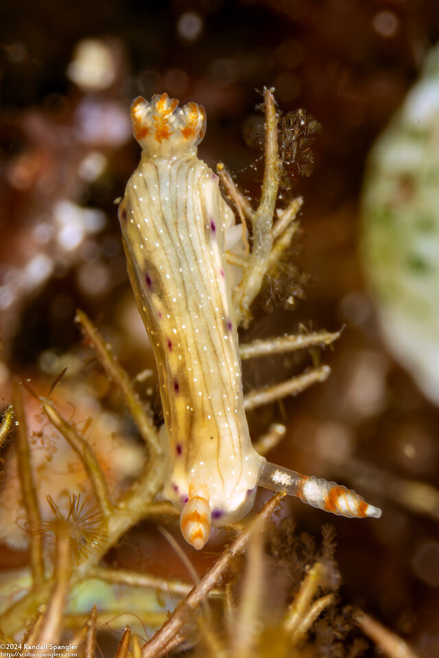 Hypselodoris skyleri (Hypselodoris skyleri)