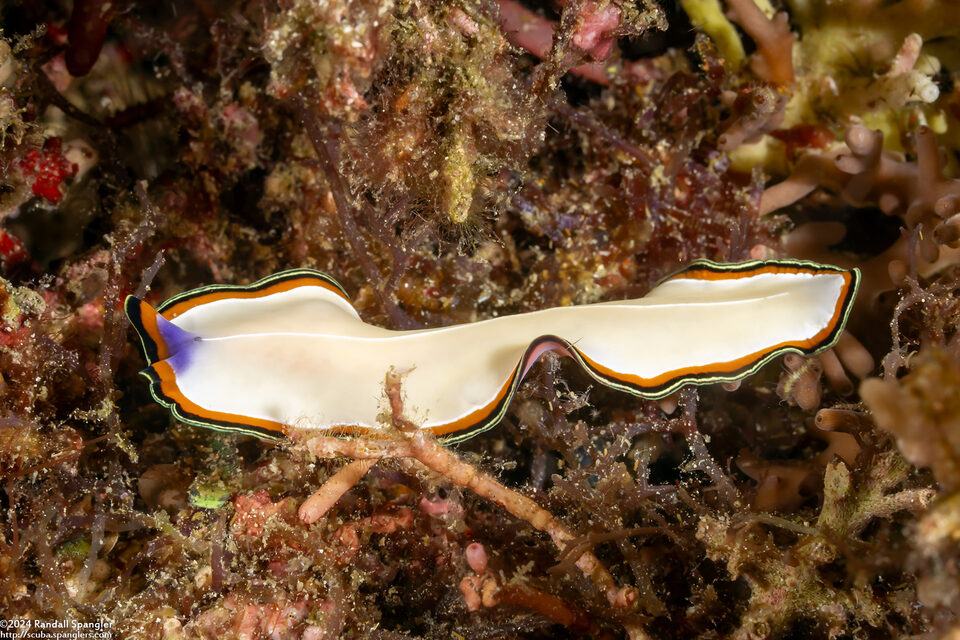 Pseudoceros bimarginatus (Pseudoceros Bimarginatus)