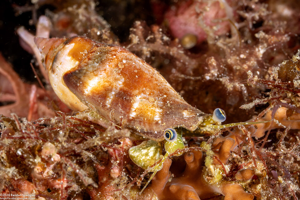 Terestrombus fragilis (Fragile Conch)