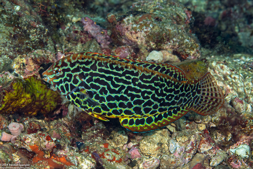 Macropharyngodon meleagris (Leopard Wrasse)