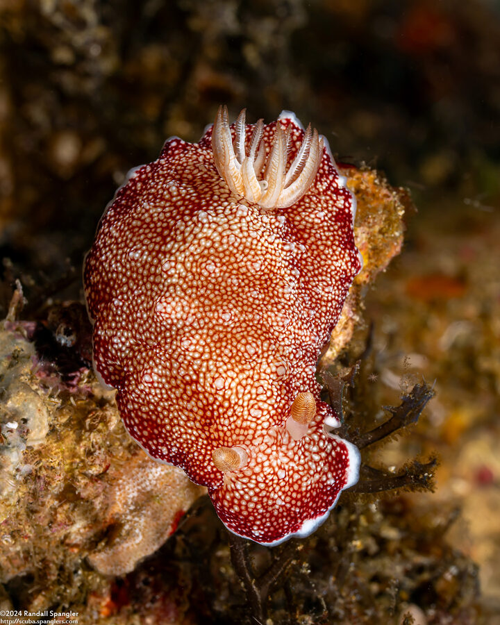 Chromodoris reticulata (Reticulated Chromodoris)