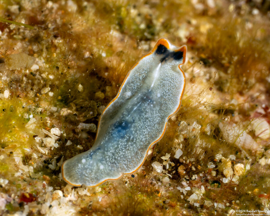 Cycloporus cf. venetus (Cycloporus cf. venetus)