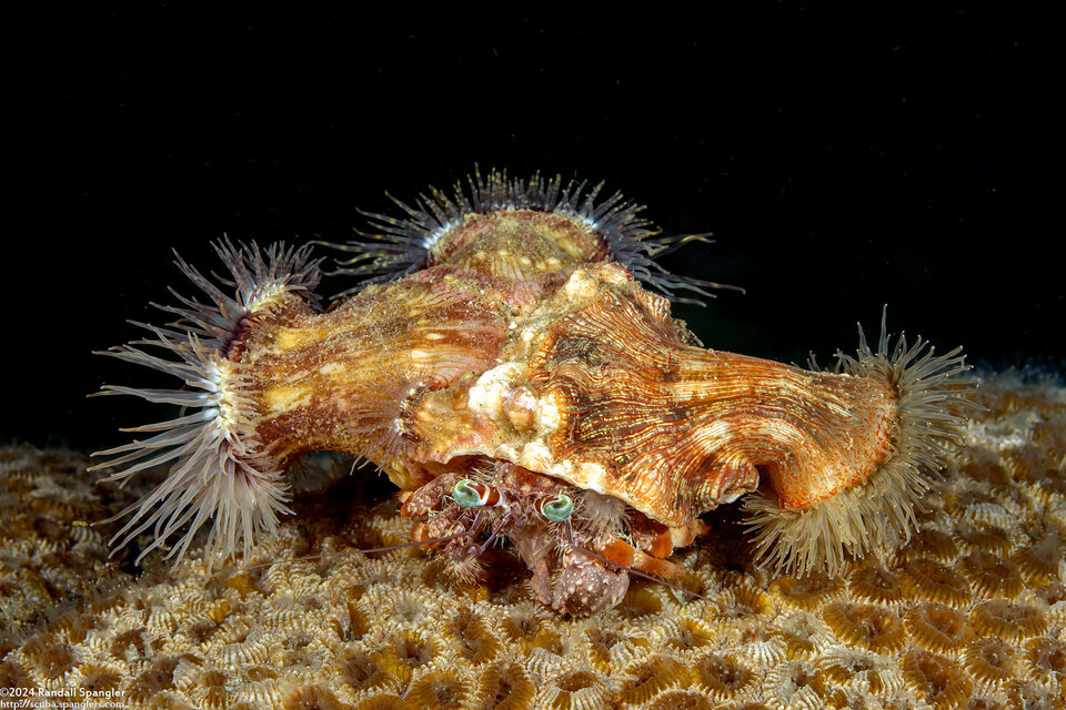 Calliactis polypus (Hermit Crab Anemone)