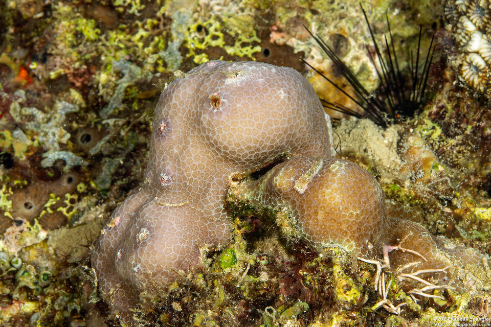 Porites lutea (Porites Lutea)