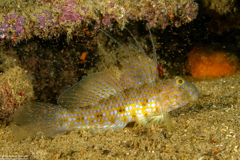 Exyrias akihito (Akihito's Goby)