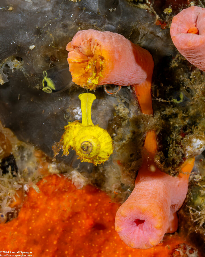 Epidendrium aureum (Golden Wentletrap)