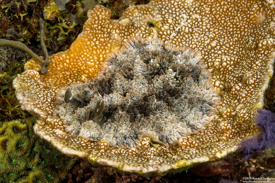 Dendrodoris tuberculosa (Tuberous Dendrodoris)