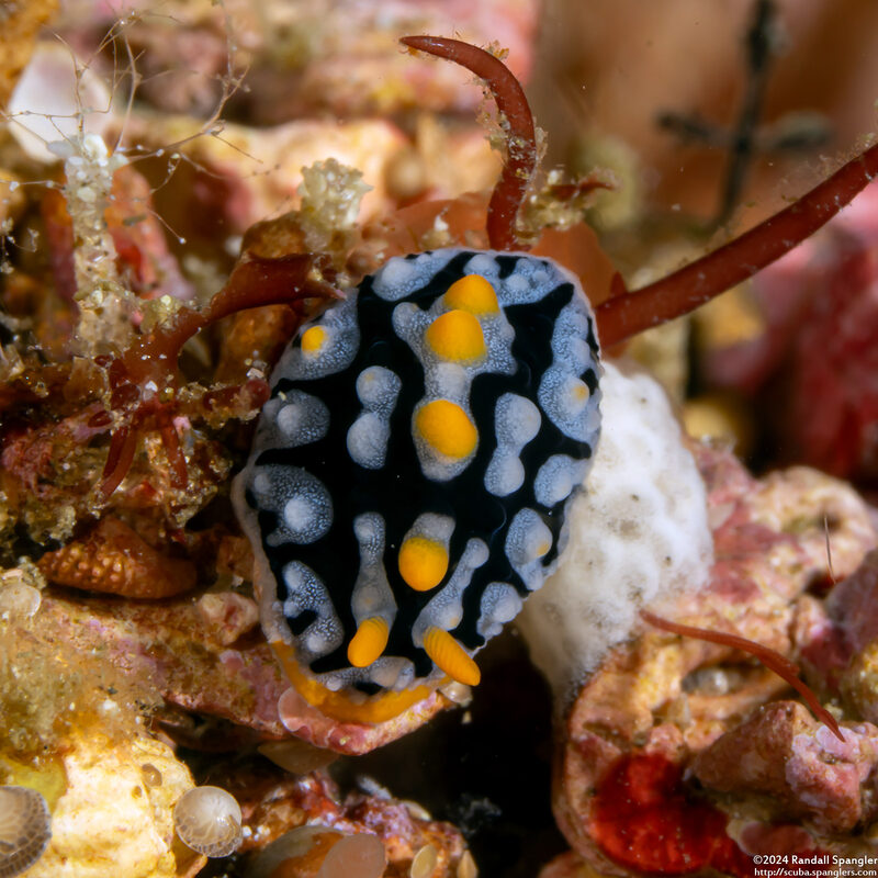 Phyllidia exquisita (Exquisite Phyllidia)