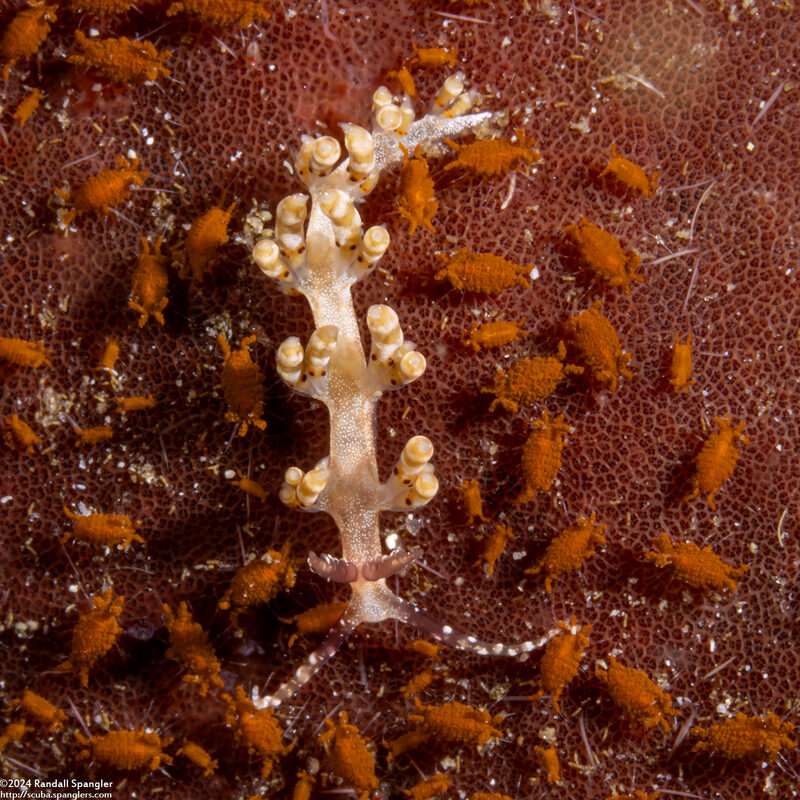 Facelinid sp.3 (Facelinid sp.3)