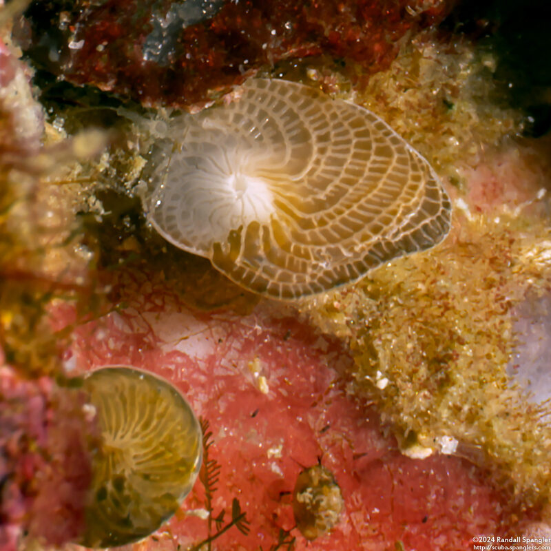 Globorotalia sp.1 (Globorotalia sp.1)