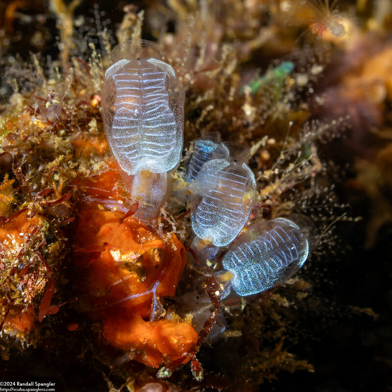 Clavelina sp.8 (Clavelina sp.8)