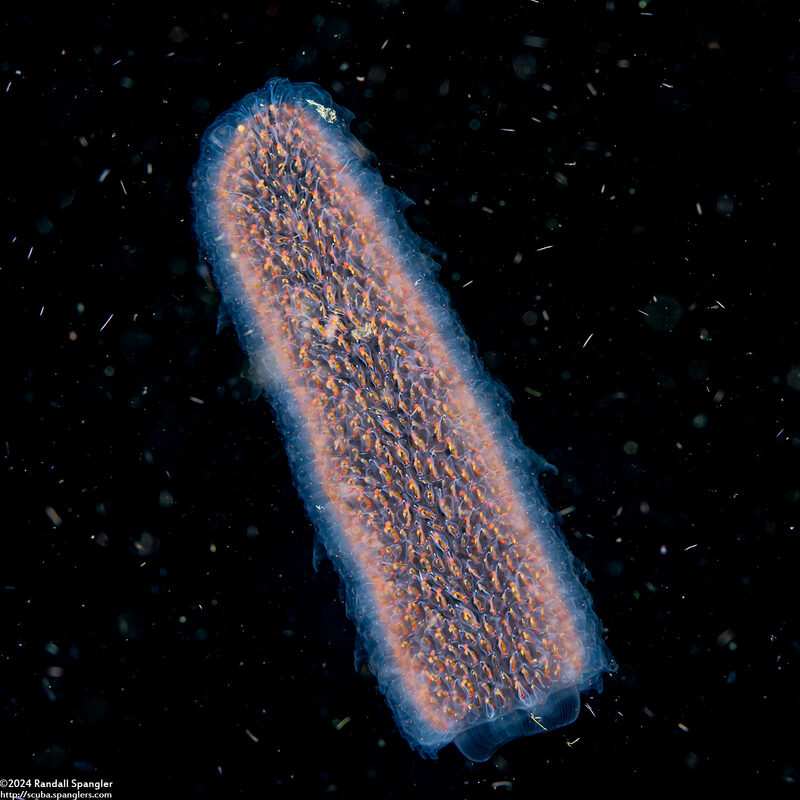 Pyrosoma atlanticum (Pyrosome)