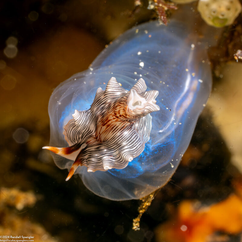 Prostheceraeus sp.1 (Prostheceraeus sp.1)