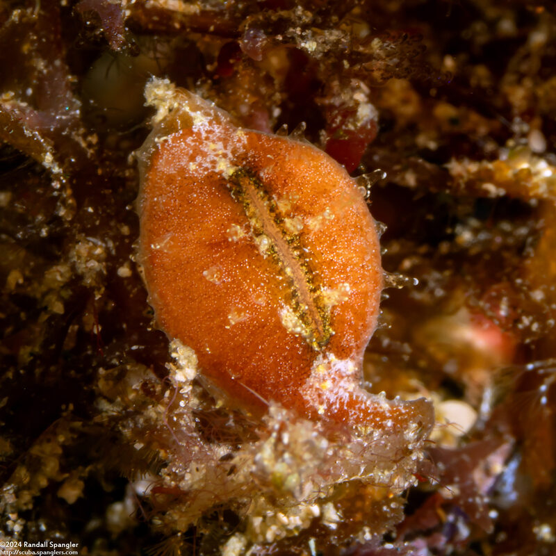 Contradusta bregeriana (Breger's Cowry)