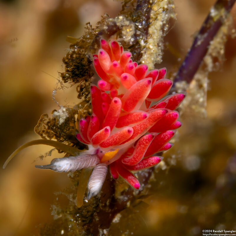 Favorinus mirabilis (Wonderful Favorinus)
