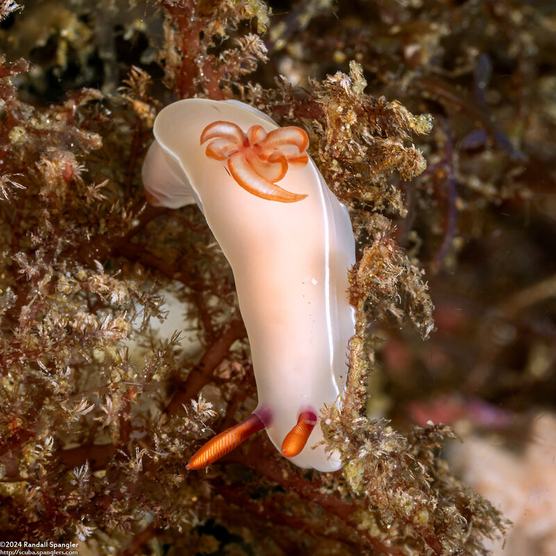 Hypselodoris bullockii (Bullock's Hypselodoris)