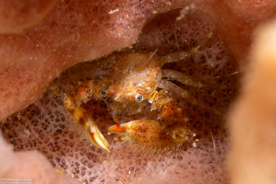 Lissoporcellana spinuligera (Small-Spined Porcelain Crab)